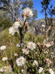Melaleuca squamea