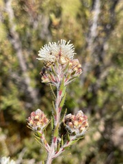 Melaleuca squamea