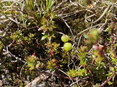 Pleurophascum grandiglobum