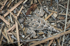 Phrynosoma douglasii
