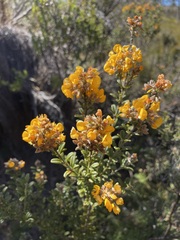 Oxylobium ellipticum