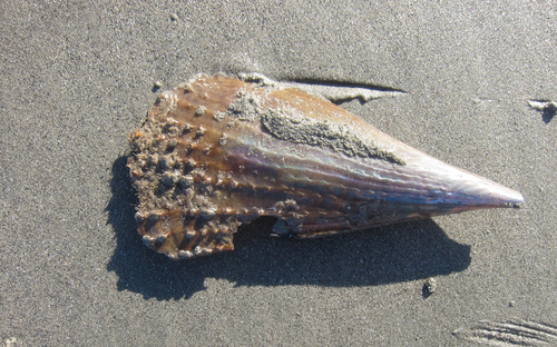 Atrina tuberculosa
