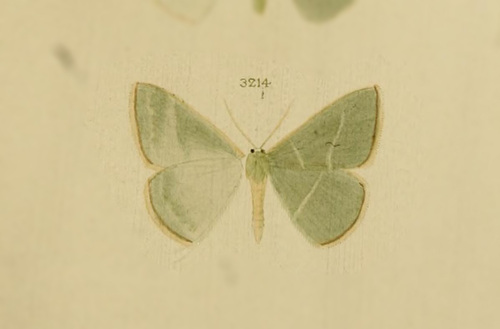 Geometra sigaria