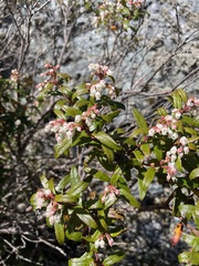 Gaultheria hispida