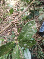 Microtropis stocksii