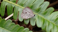 Megisba