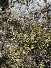 Gaultheria hispida