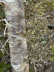 Elaeocarpus hookerianus