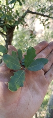 Quercus engelmannii