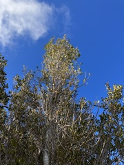 Elaeocarpus hookerianus