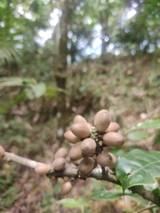 Microtropis stocksii