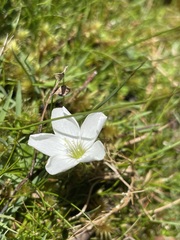 Oxalis magellanica