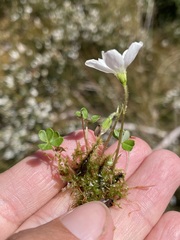 Oxalis magellanica