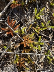 Selaginella uliginosa