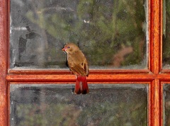 Lagonosticta senegala rendalli