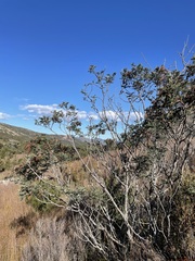 Acacia dealbata dealbata