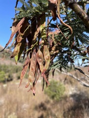 Acacia dealbata dealbata