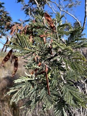 Acacia dealbata dealbata