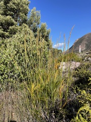 Baloskion tetraphyllum