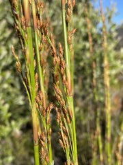 Baloskion tetraphyllum