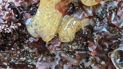Aplidium californicum