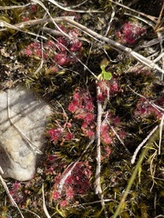 Drosera pygmaea
