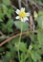 Tridax procumbens