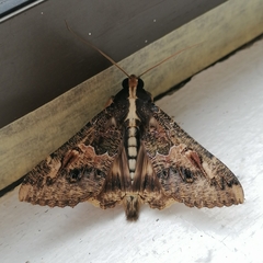 Sphingomorpha chlorea