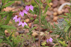 Thomasia petalocalyx