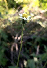 Tridax procumbens