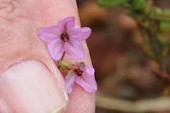 Thomasia petalocalyx