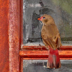 Lagonosticta senegala rendalli