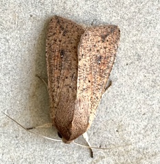 Mythimna convecta