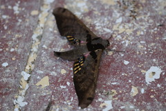 Adhemarius sexoculata