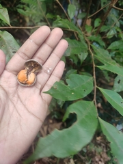 Dichapetalum gelonioides