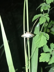 Diaphania hyalinata