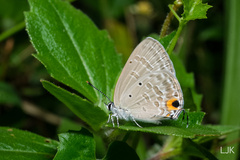 Catochrysops panormus
