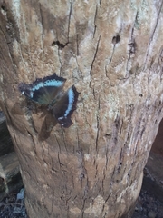 Kaniska canace