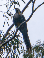 Anthochaera paradoxa