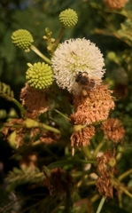 Leucaena leucocephala