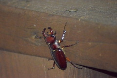 Lucanus capreolus
