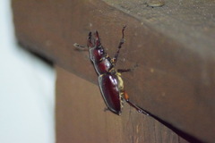 Lucanus capreolus
