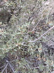 Quercus cornelius-mulleri