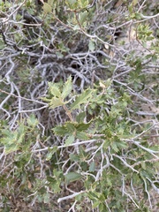 Quercus cornelius-mulleri