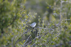 Polioptila melanura
