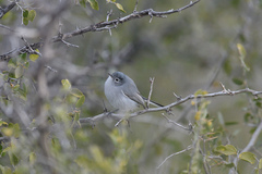 Polioptila melanura