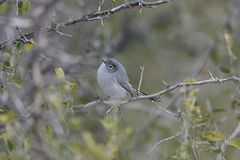 Polioptila melanura