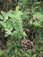 Veronica elliptica
