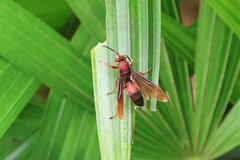 Polistes tenebricosus