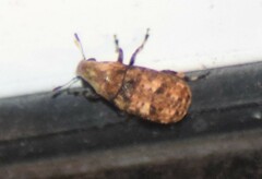 Euparius marmoreus